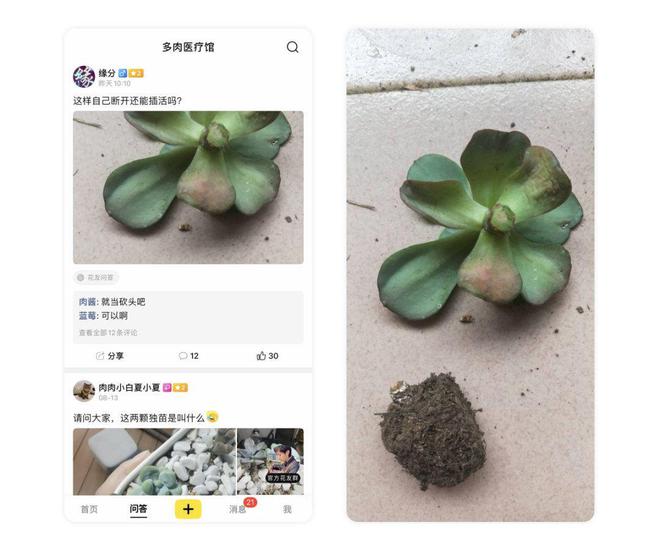 荸荠可以盆栽吗？探索盆栽荸荠的种植方法