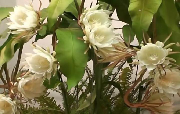 哪些花卉可以扦插？探索扦插花卉的奥秘
