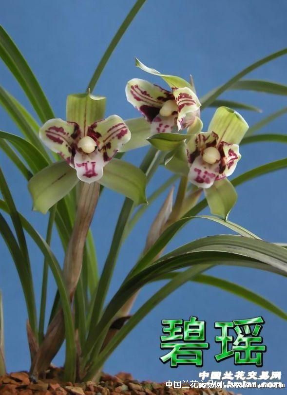 黄金杉盆栽：养护技巧与美学布局