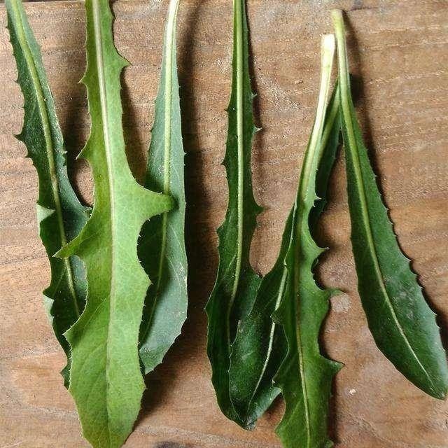 香菇的盆栽技术：家庭种植新趋势
