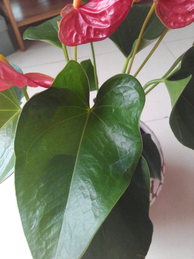 盆栽花卉赚钱吗：揭开盆栽市场的秘密
