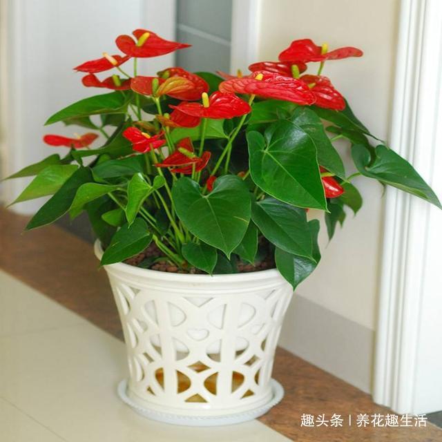 家养月季花的养殖方法