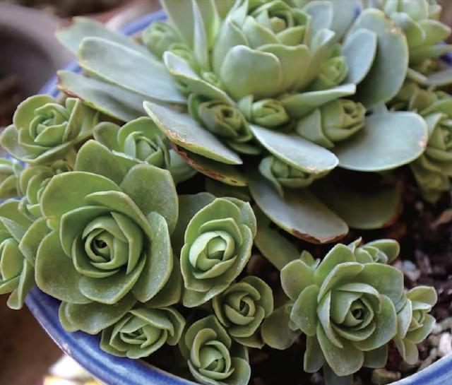 紫荆花什么时候扦插？掌握最佳时机，养出繁茂花木