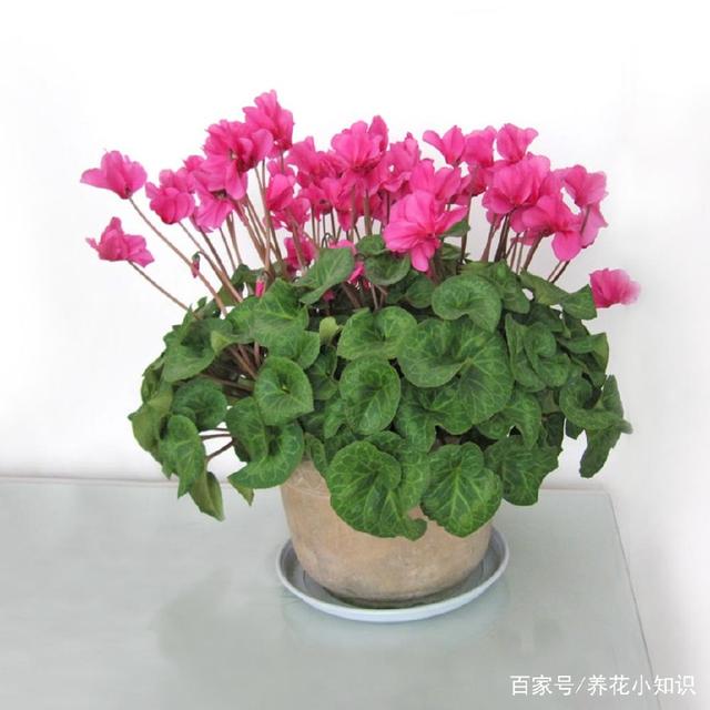 盆栽月季花打什么药？专家园丁为您解答