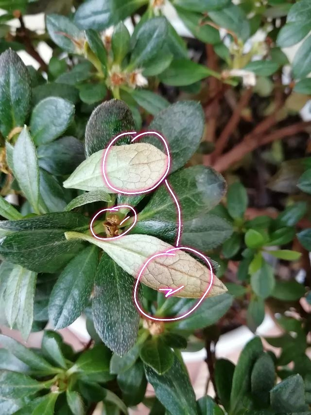 鸭脚木扦插图：掌握繁殖技巧，养出繁茂绿意