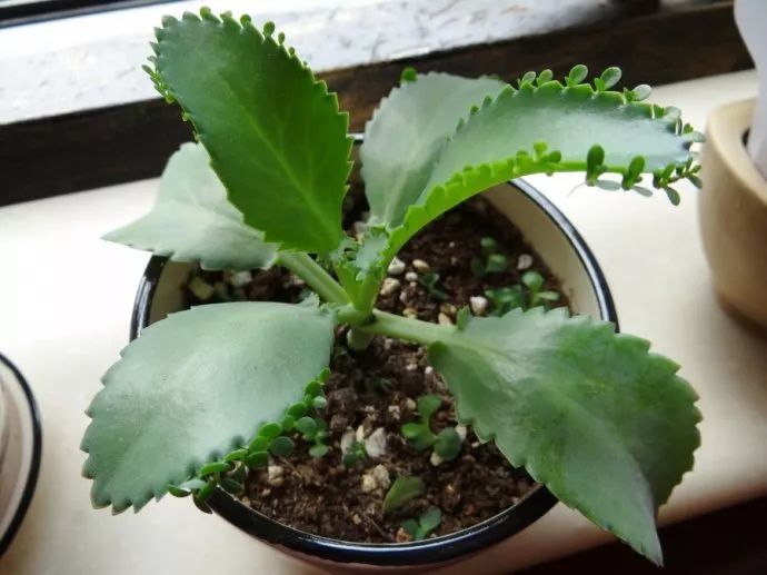 梅花种植方法
