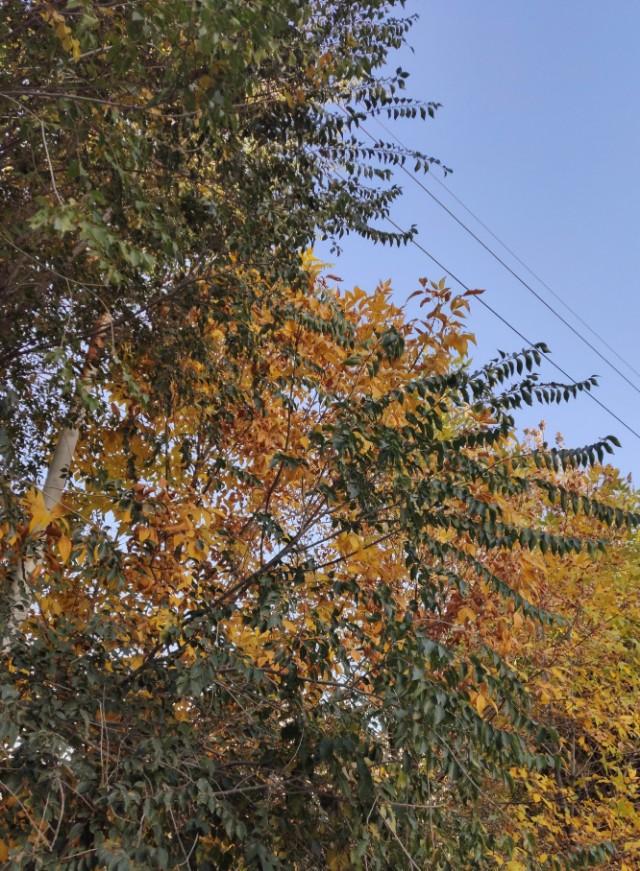 桂圆盆栽结果：家庭园艺新宠