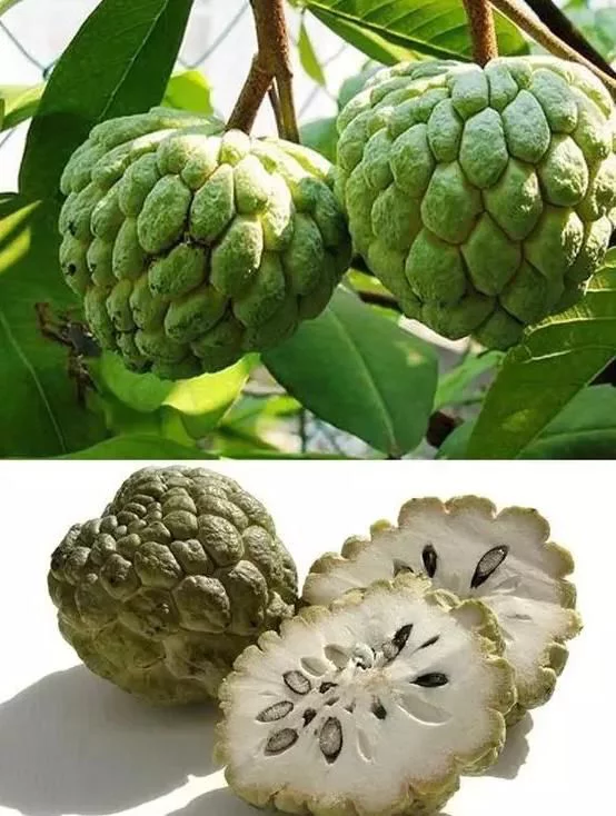 文竹盆栽：打造优雅家居的绿色伴侣