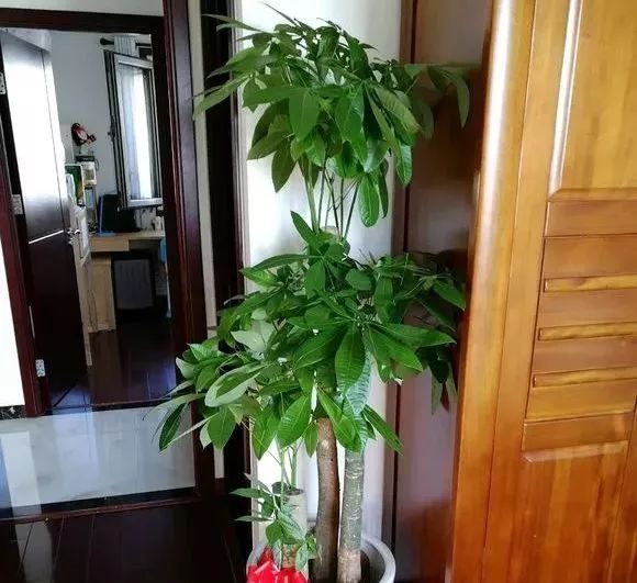 盆栽圣女果苗移栽：让你的小菜园生机勃勃