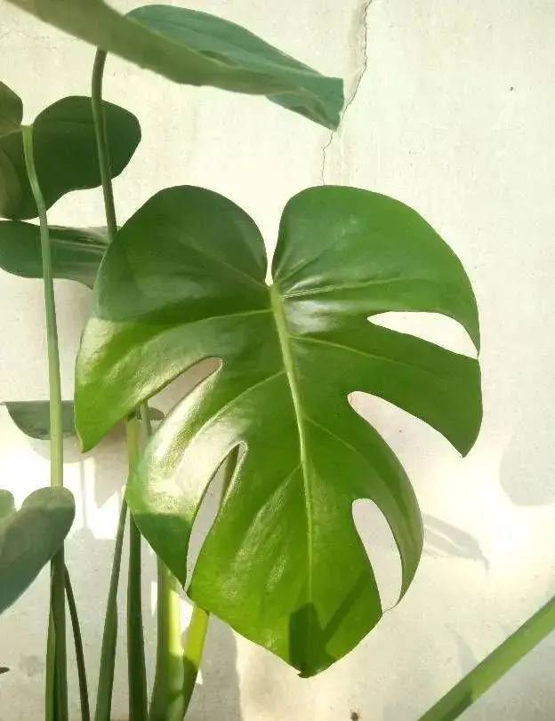君子兰的种植方法