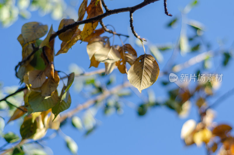 盆栽柠檬的病虫害：如何预防和治疗