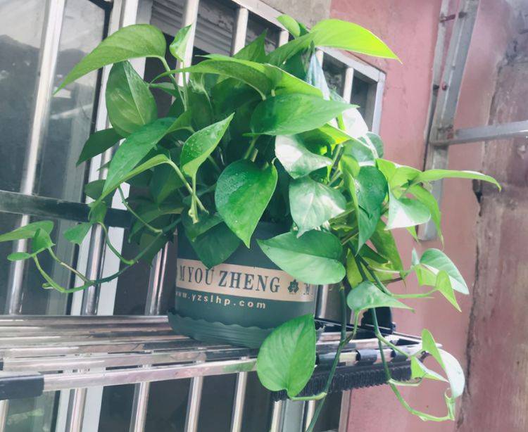 盆栽风信子的养殖方法