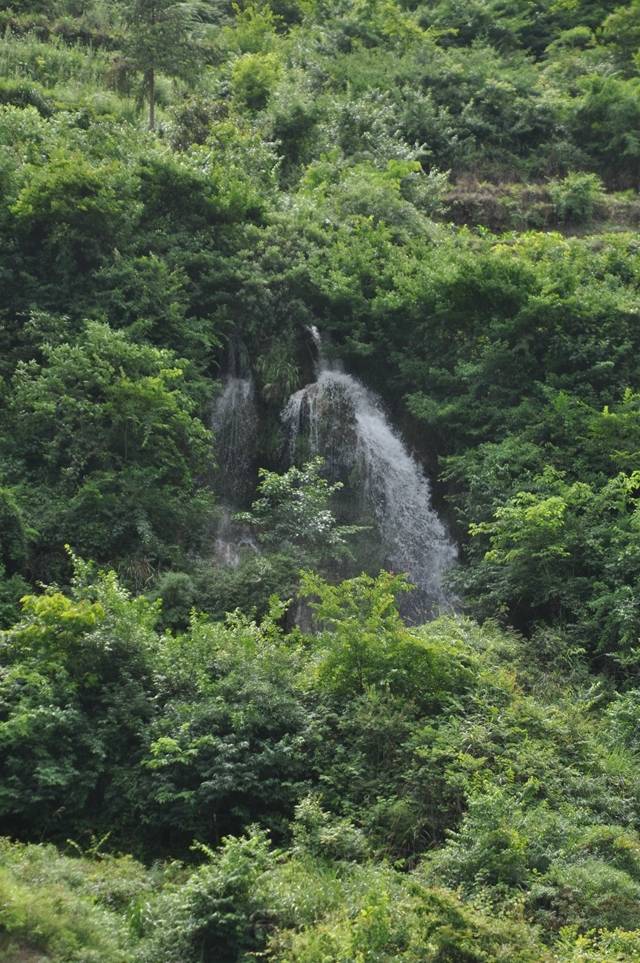 雏菊盆栽：养护技巧与美学搭配
