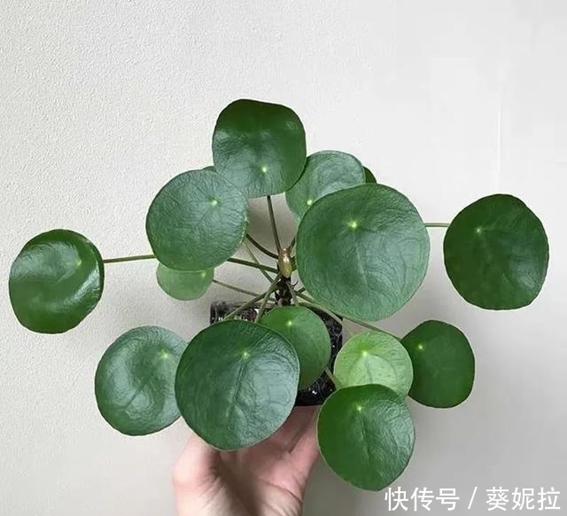 花卉盆栽图片及名称大全：为您打造绿色家园