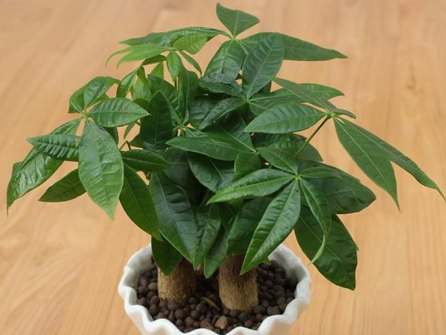 蜀葵盆栽样板图：打造精致家居的绿色点缀