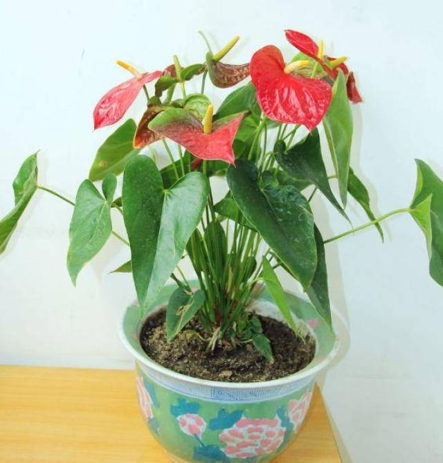 铜钱草扦插：掌握技巧，轻松繁殖绿色财富
