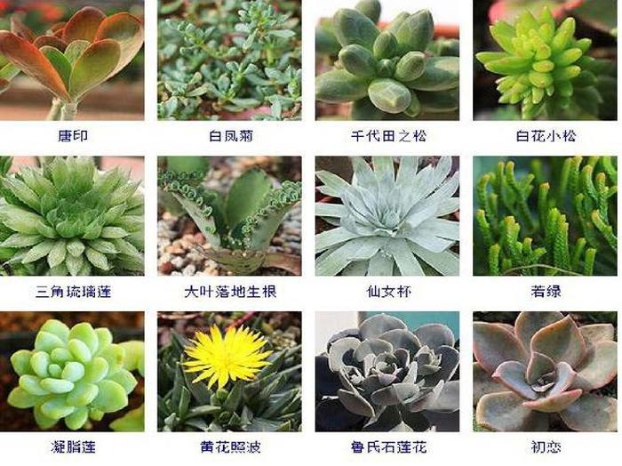 郁金香盆栽：打造家中迷你花园的艺术