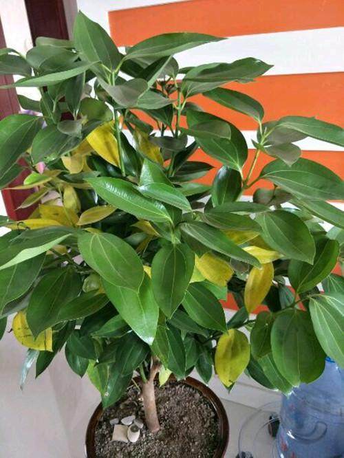 羊角蜜瓜的种植方法