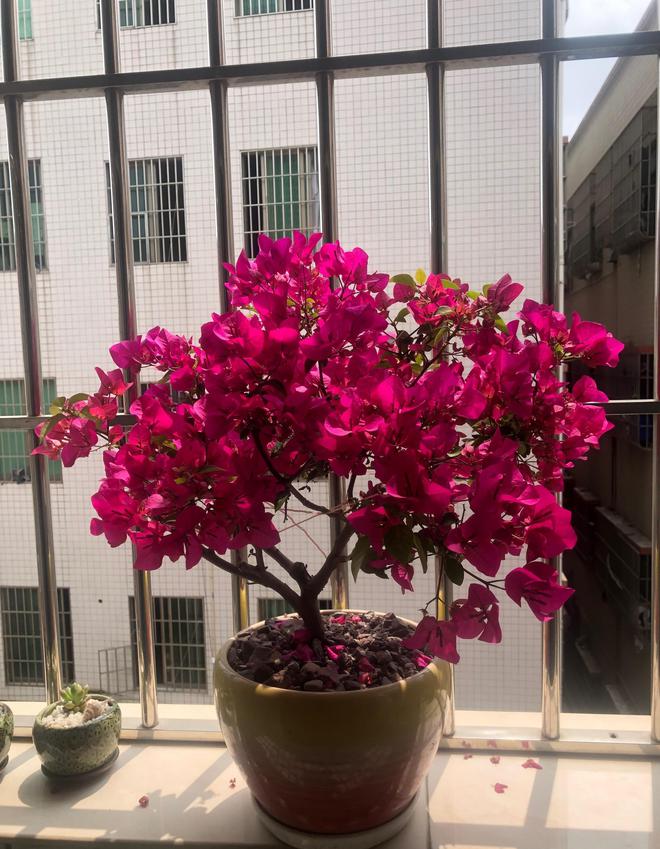 水扦插龟背竹：家庭园艺新手的种植指南