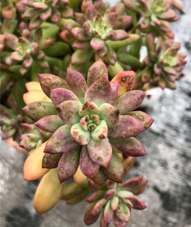 茶花盆栽怎么浇水：掌握正确方法，让茶花繁茂生长