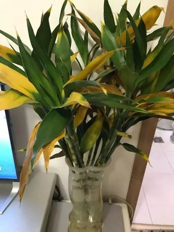 腊梅盆栽方法：教你轻松养出冬季芬芳