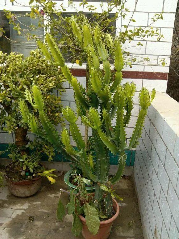 盆栽睡莲怎么种：家庭水景新选择