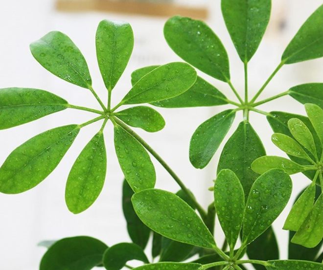 油麦菜的种植方法和时间：掌握要领，丰收在望