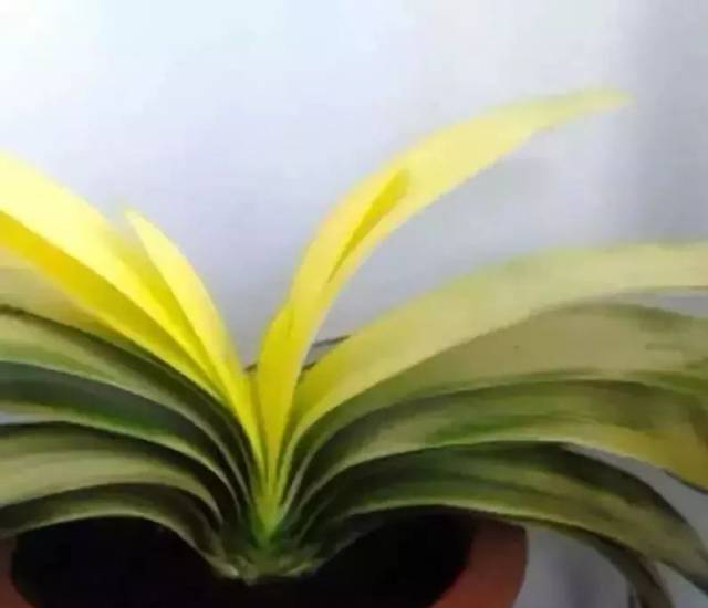 盆栽植物 虎皮：打造家居绿意新宠