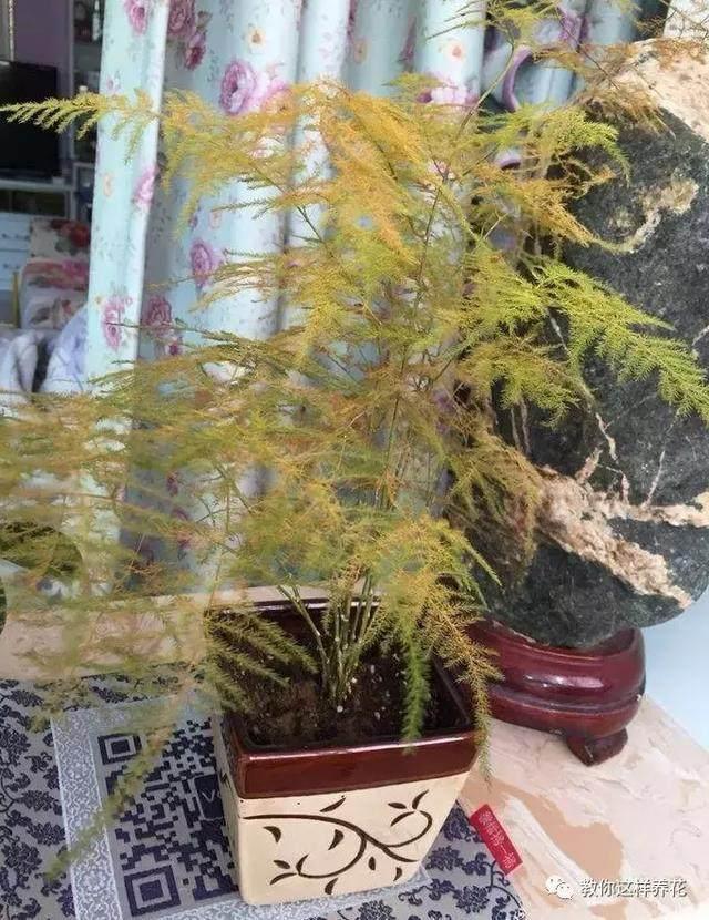 盆栽芦荟怎么种植方法