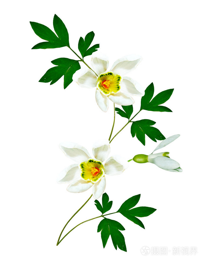玫瑰花扦插用什么土？专业园丁的土壤选择指南
