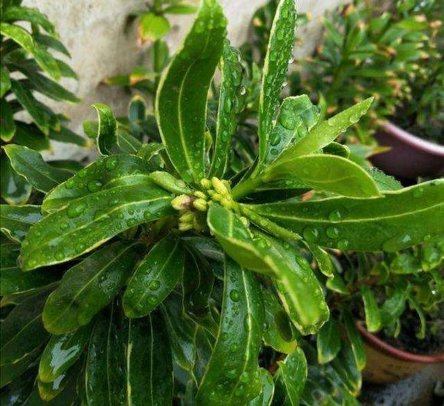 波浪竹芋的养殖方法
