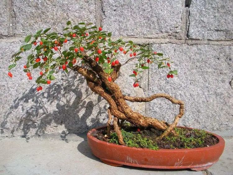 榕树种植方法：让榕树茁壮成长的秘诀