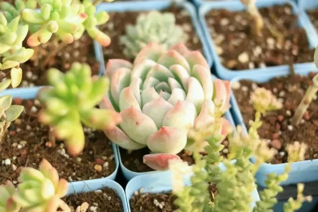 盆栽百合花怎么养殖：详细指南与养护技巧