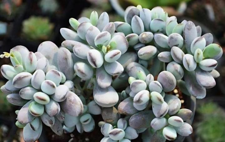 石生花种子的种植方法：掌握关键步骤，培育独特盆栽