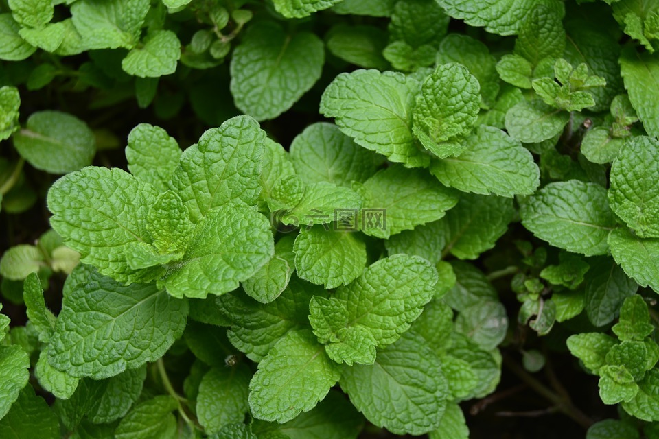 花卉盆栽技术环节：打造家中绿意盎然的小天地