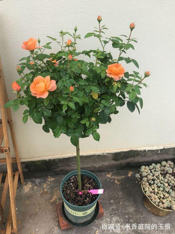 盆栽姜花：打造家中自然香氛的秘诀