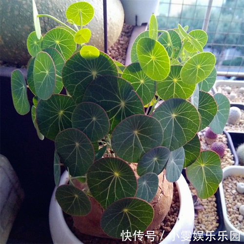 竹节海棠扦插时间：掌握最佳时期，提高成活率