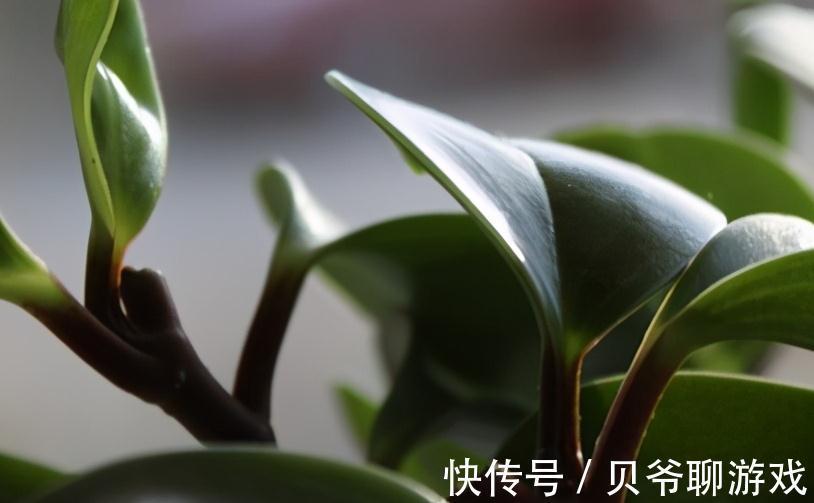 龙眼小盆栽种植方法：打造家居绿色风景