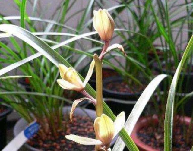 盆栽番茄种植技术视频：轻松掌握家庭种植秘诀