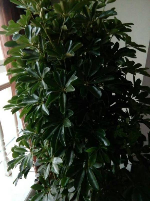 菠萝盆栽种植方法：家庭园艺新选择