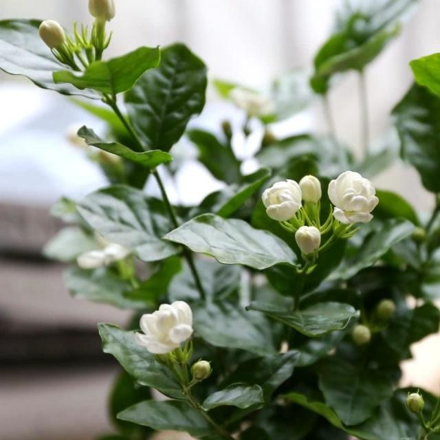 摇钱树扦插图解：种植与养护指南