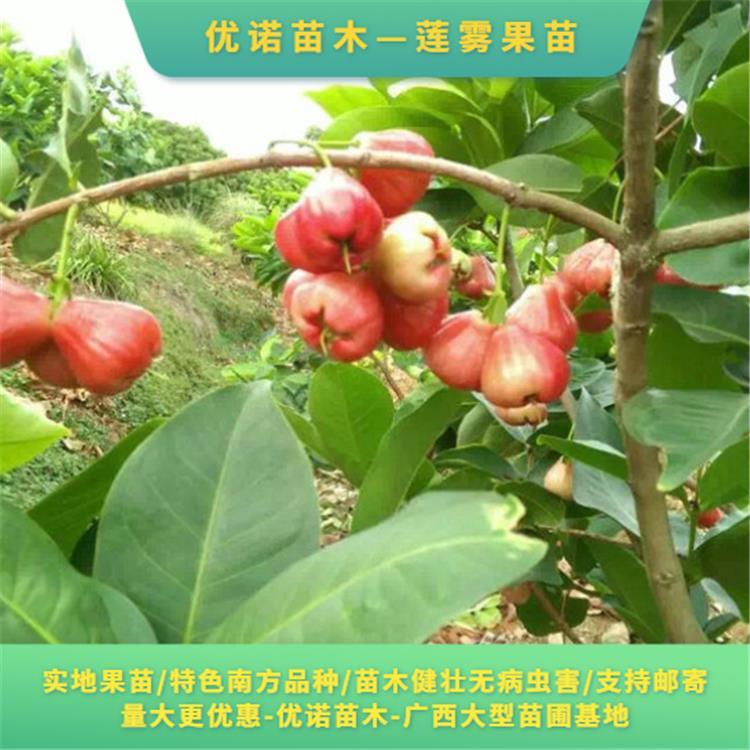 金钱树扦插视频：在家轻松繁殖绿色财富