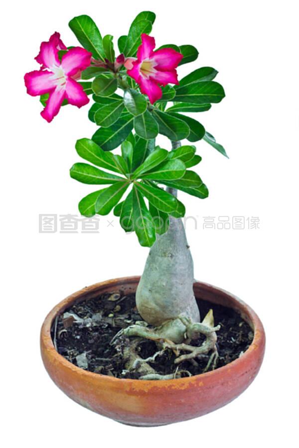矮牵牛如何扦插：掌握技巧，繁殖不再是难题