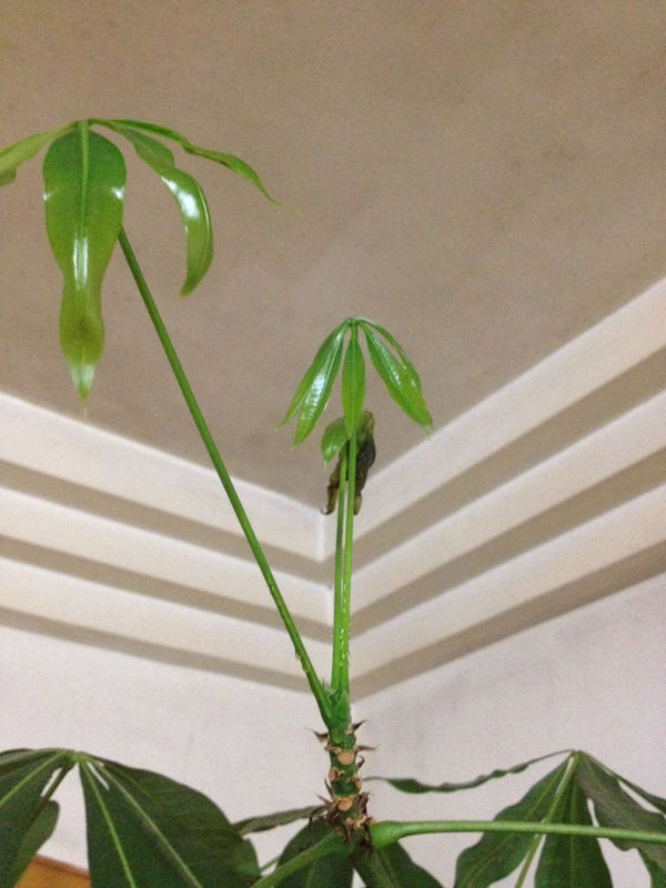 黑玉米种植方法：掌握技巧，丰收在望