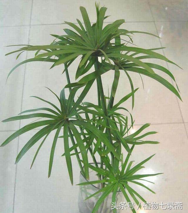 天竺葵的扦插生根：掌握技巧，轻松繁殖