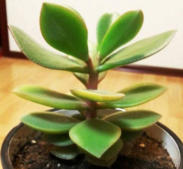 杀鸭子方法：人道与效率并重