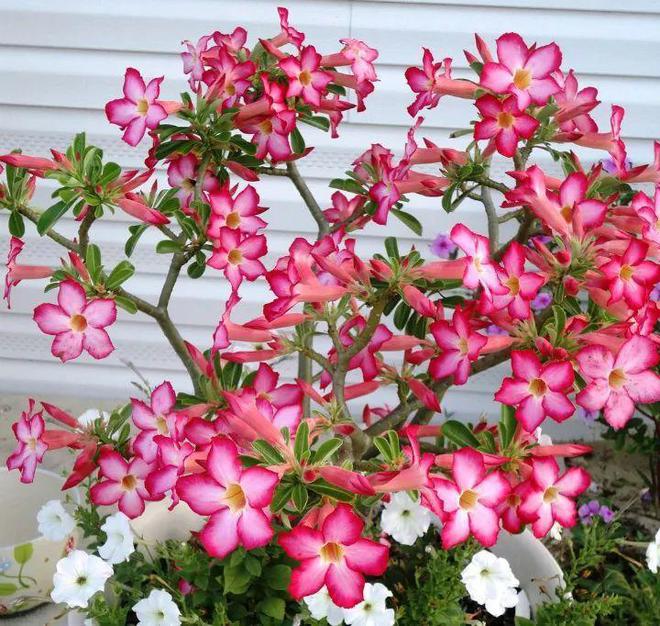 茶花扦插繁殖技术：掌握要点，轻松繁殖美丽茶花