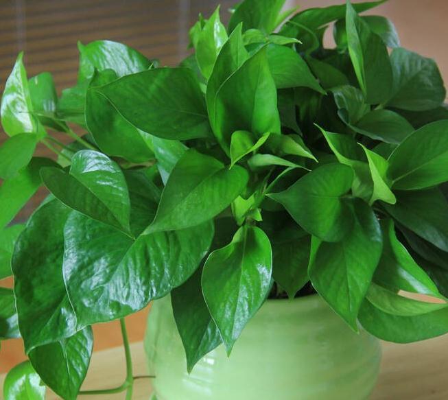 双色茉莉几月扦插？掌握最佳时机，养出繁茂双色茉莉
