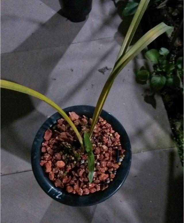 番茉莉的扦插：繁殖技巧与养护指南