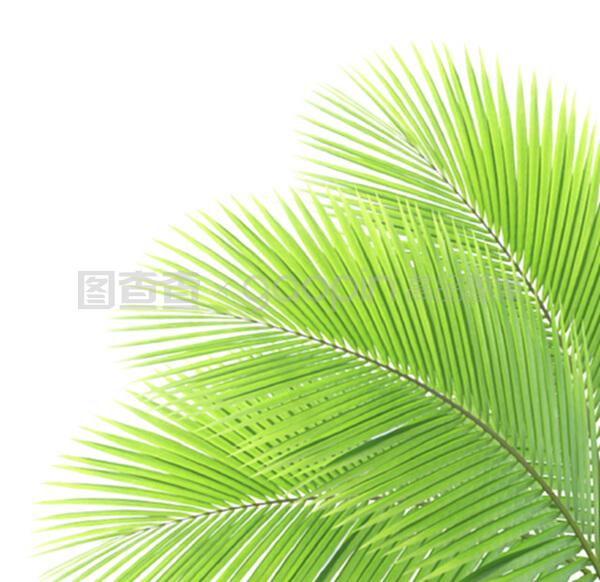 盆栽凤仙花怎么养：家庭园艺新手指南